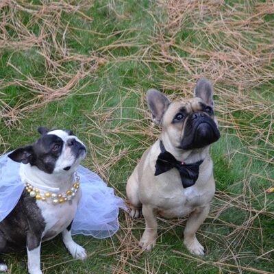 Dog Bride & Groom